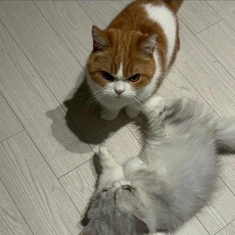 요즘 핫한 고양이 인플루언서 버찌