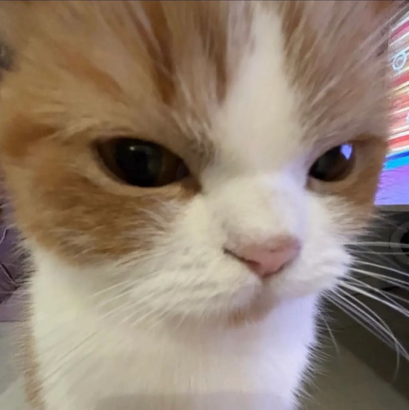 요즘 핫한 고양이 인플루언서 버찌