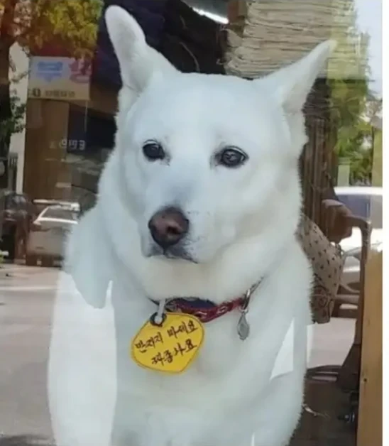 댕댕이 목걸이에 적힌 경고문.jpg