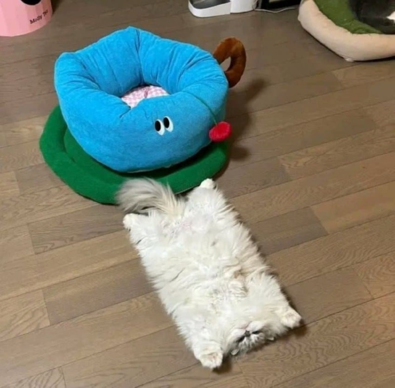 네모난고먀미