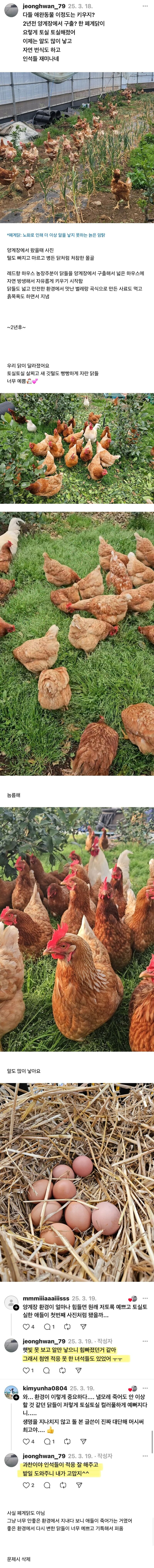 닭 사다가 2년 풀어놓고 키운 결과.JPG