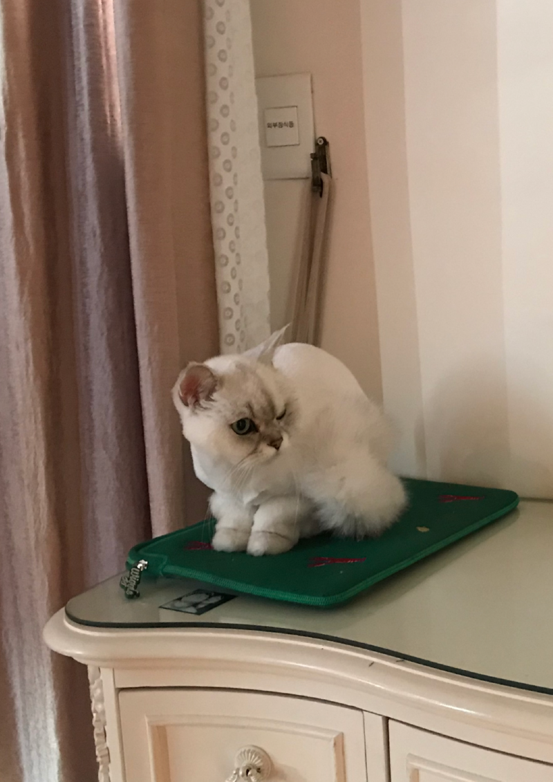 노트북파우치 위 나나