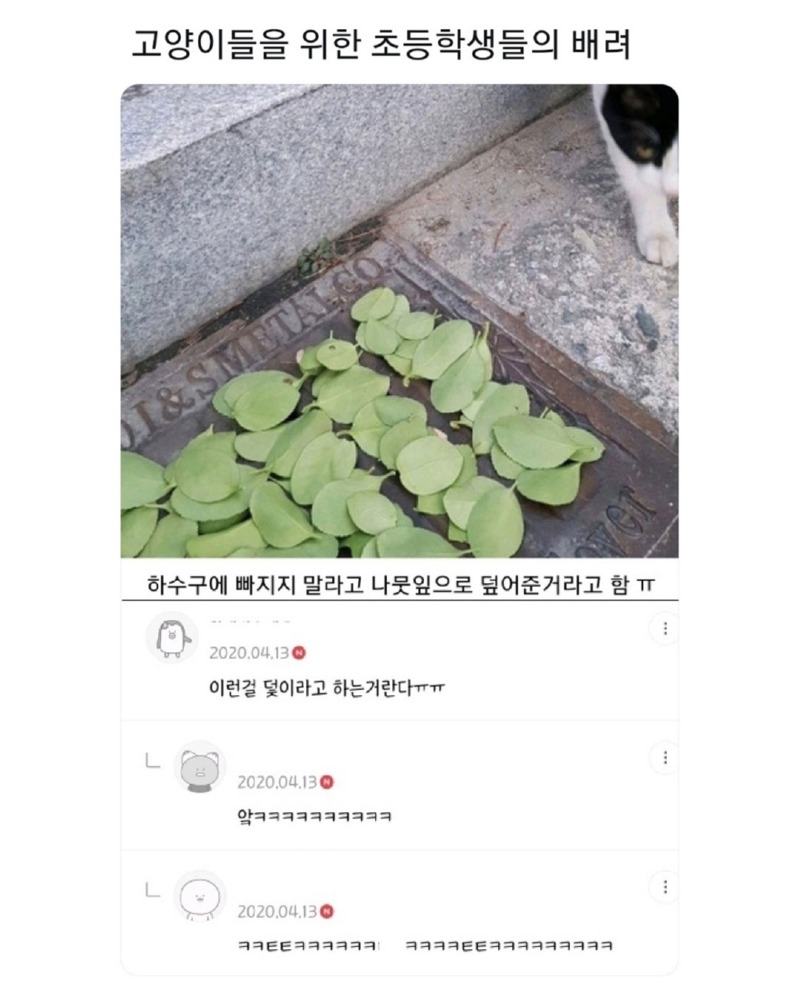 고양이를 위한 초등학생들의 배려.JPG 