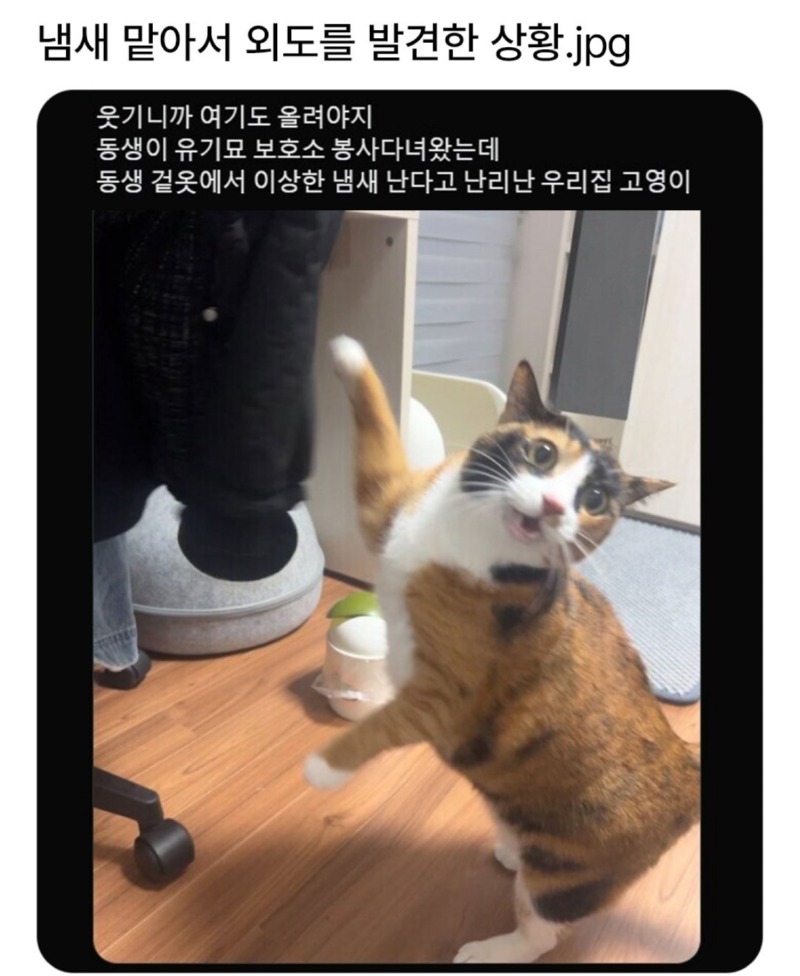 냄새 맡아서 외도를 발견한 상황.jpg