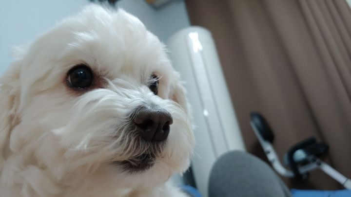 쿠션 사이에 낑겨서 잔 멍멍이 