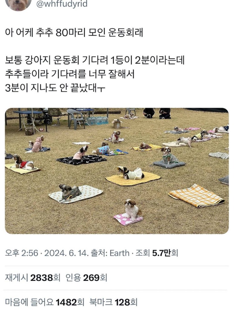 너무 귀여운 시츄 운동회 후기 