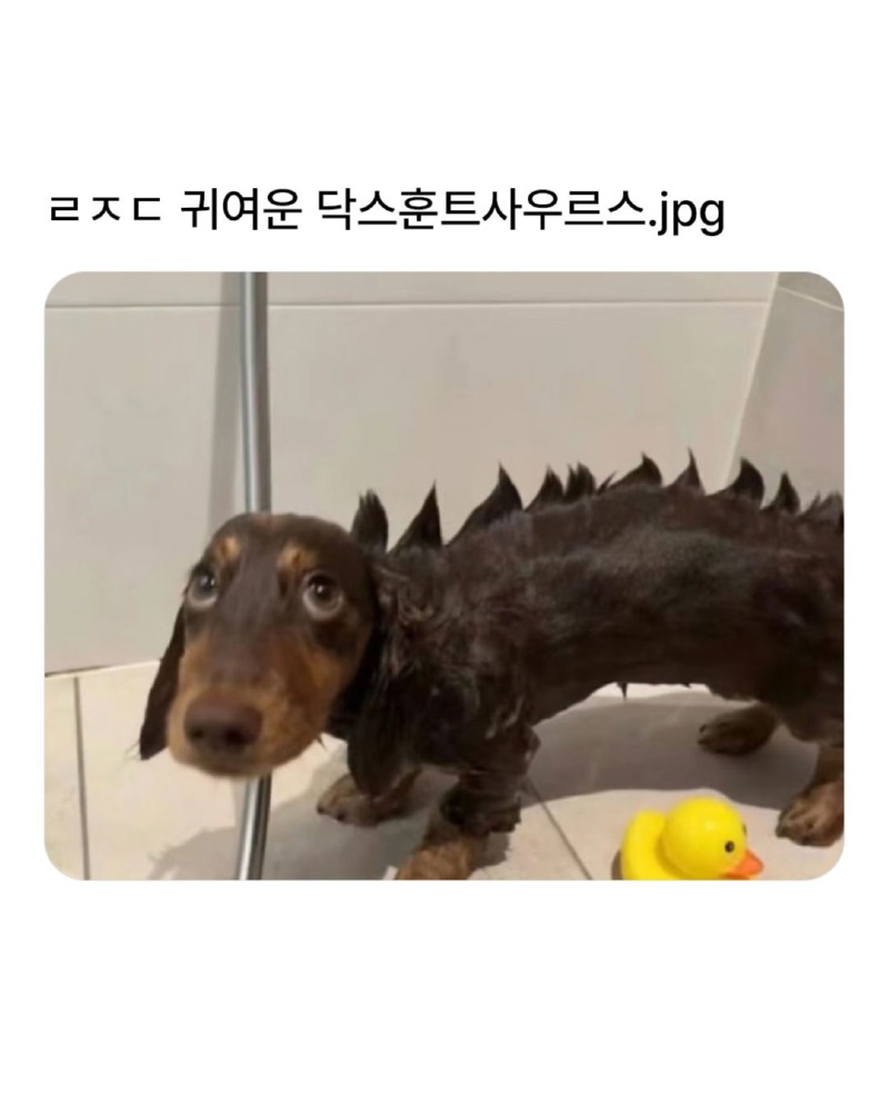 닥스훈트 사우루스 