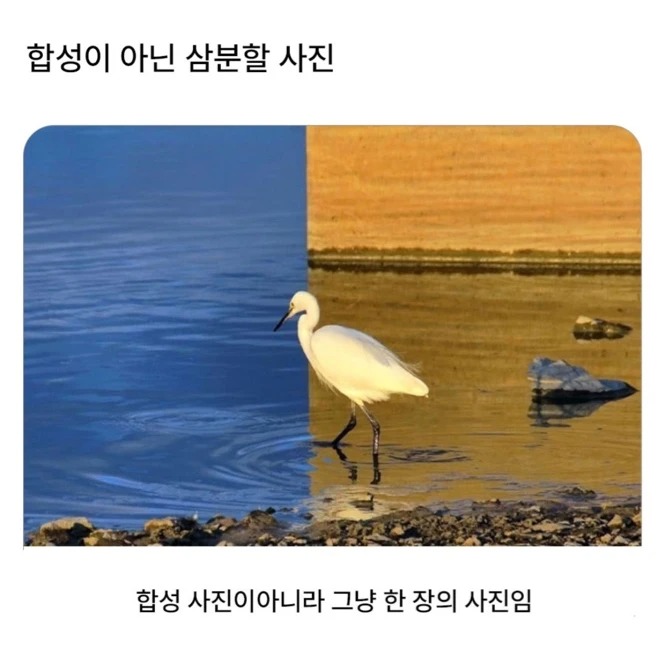 의외로 합성이 아닌 동물사진