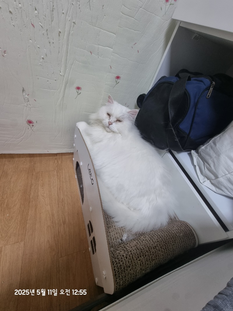 돼지될꺼같아..너네..