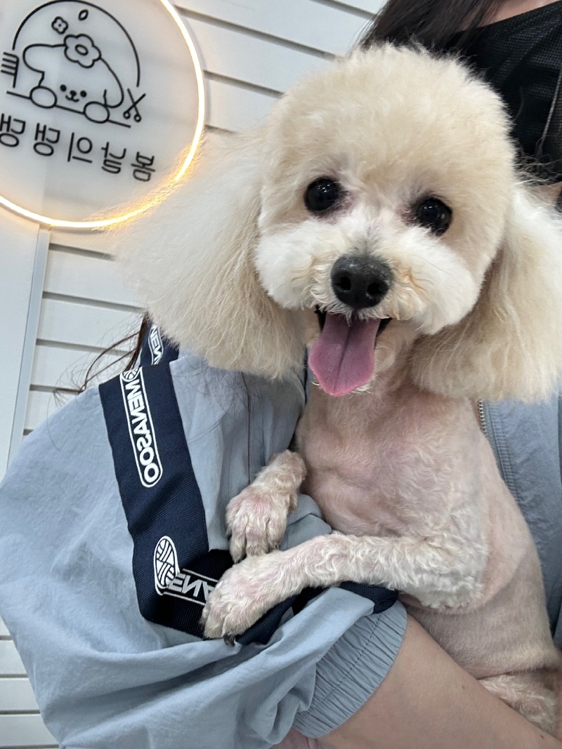 미용한 봄이