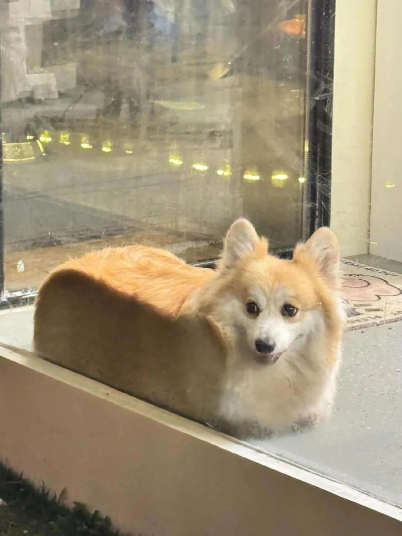 식빵견 
