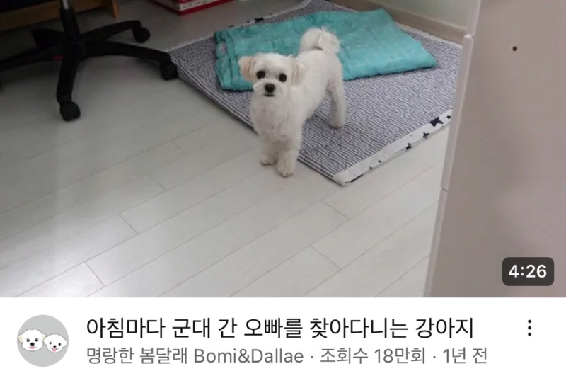 매일매일 한없이 군대 간 오빠를 기다리던 강아지.jpg