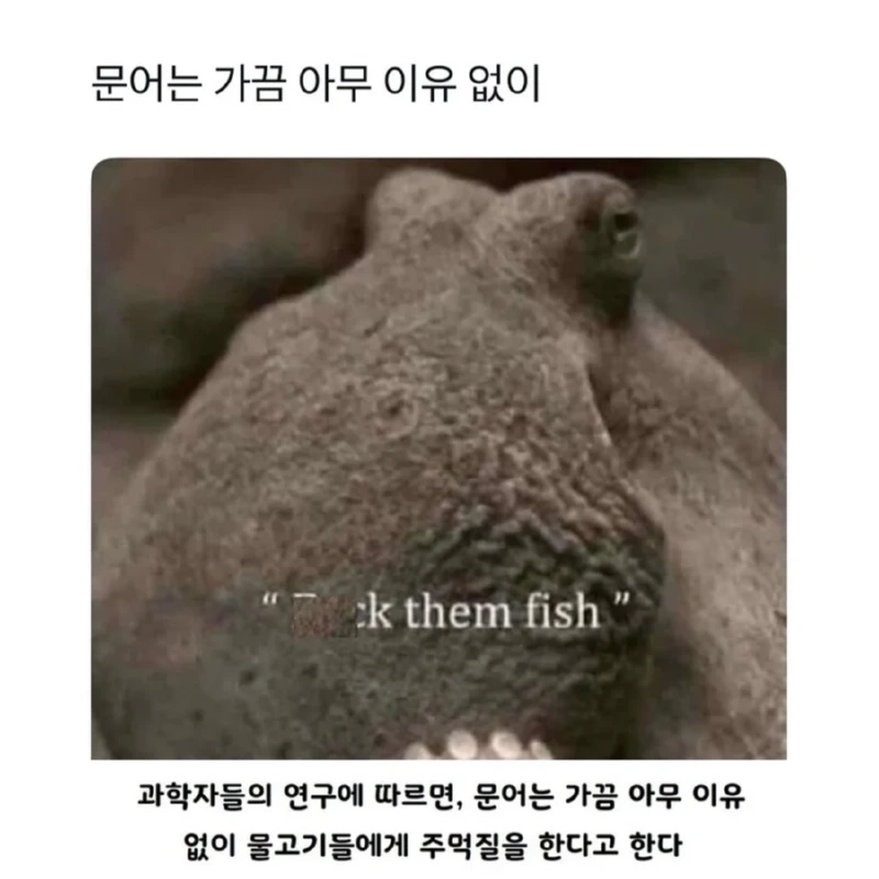 문어는 가끔씩 물고기 죽빵을 때린다 