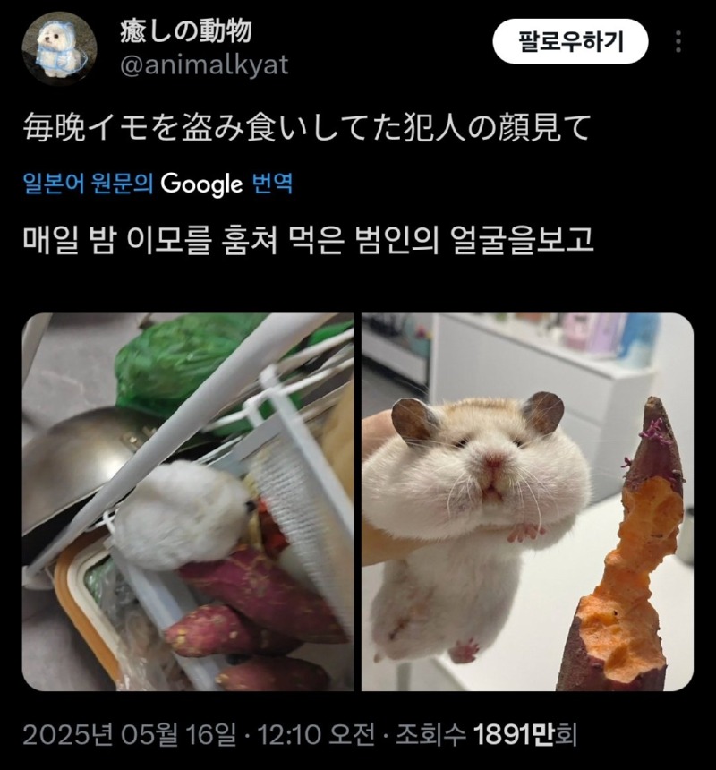 매일 밤, 고구마를 훔쳐먹은 범인 발견 