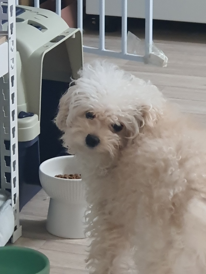 탕탕탕 사후르