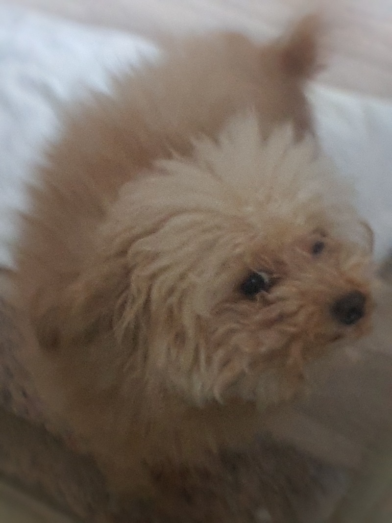 찐감자