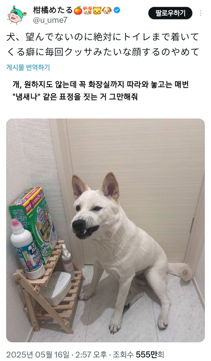 화장실 갈 때 꼭 따라오는 강아지