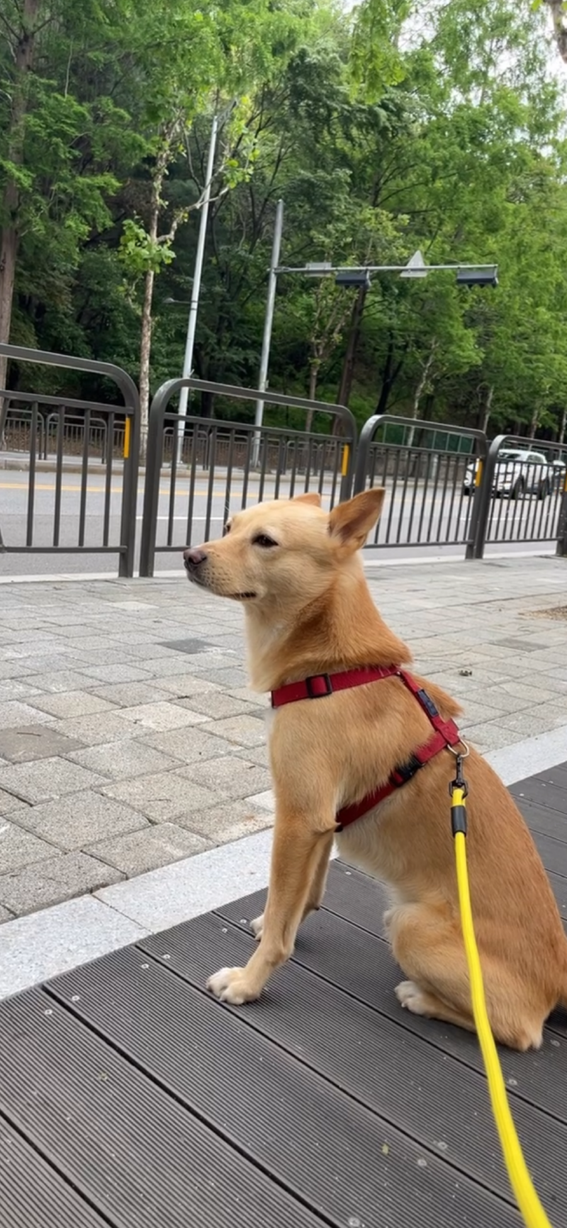 하루 2시간 3번 산책ㅋㅋㅋ