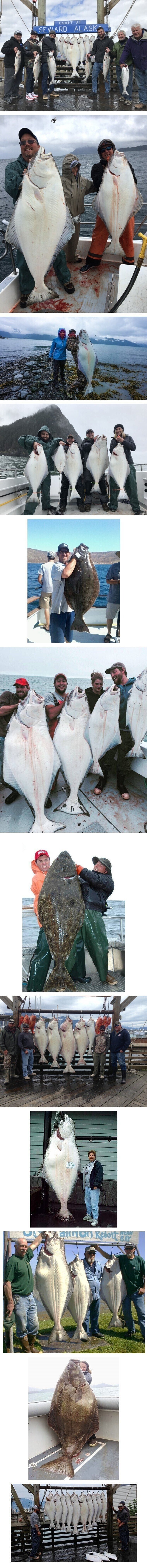 알라스카에서 잡히는 광어 크기 