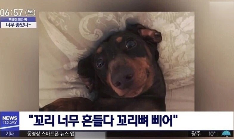 댕댕이가 다친 이유