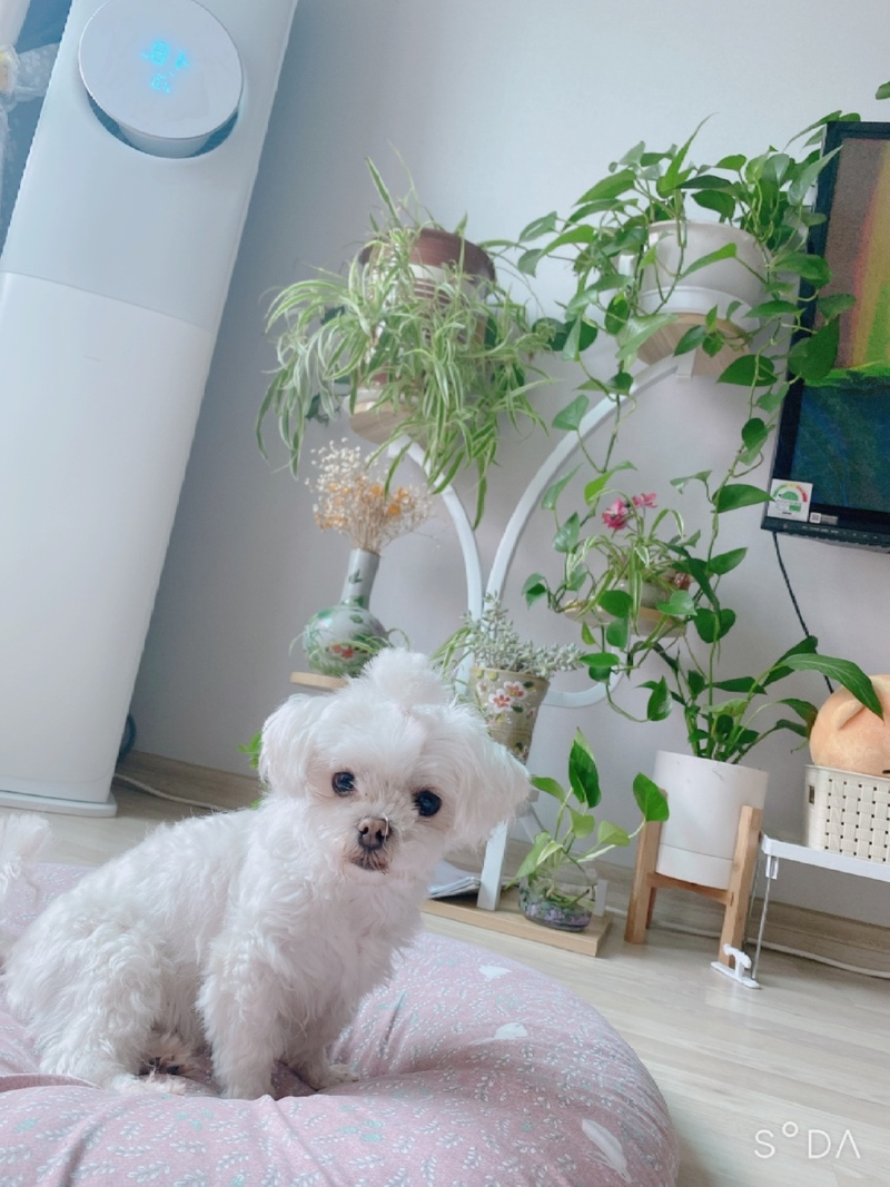 사랑이댕댕이