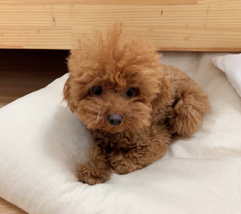 털찐 내새끼