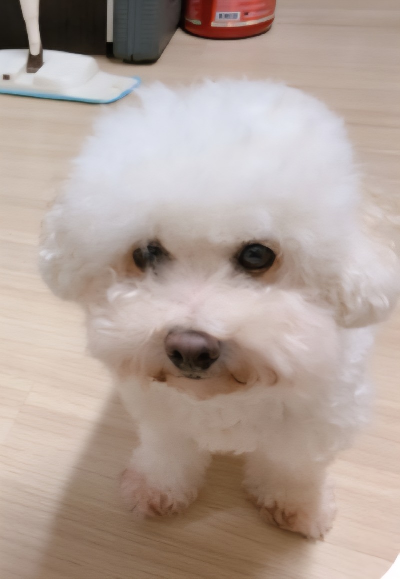 복슬복슬