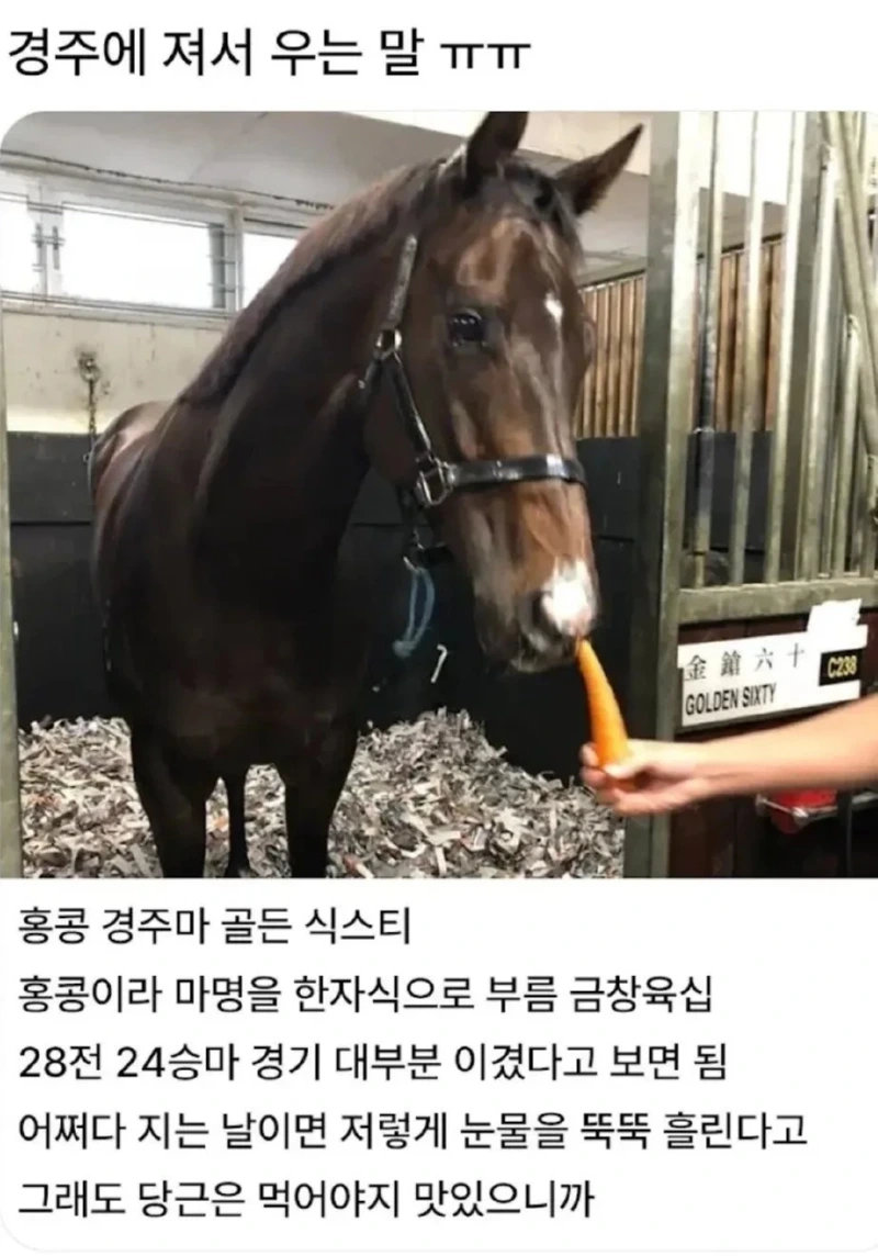경주에 져서 우는 말 ㅠㅠ 🐴😢😭