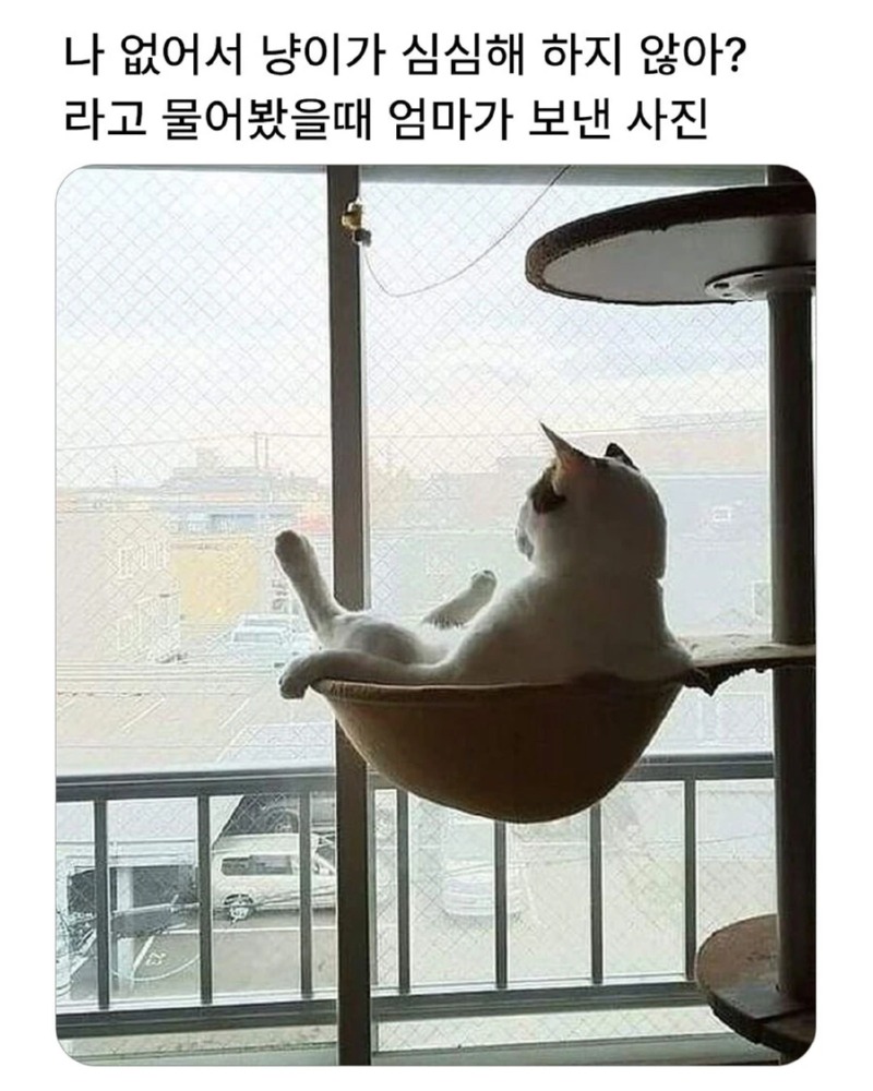 집사가 출근하고 난 후 고양이의 모습
