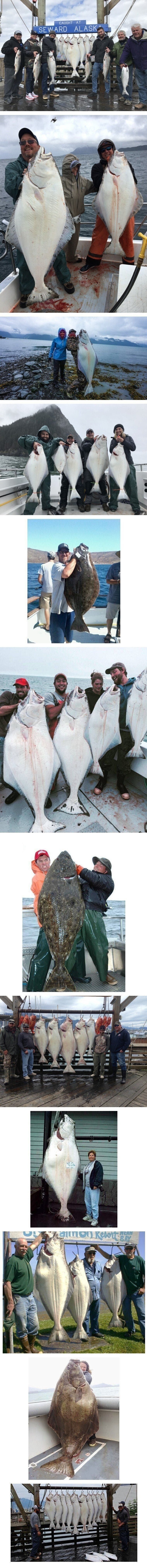 알래스카 광어 사이즈의 위엄.jpg