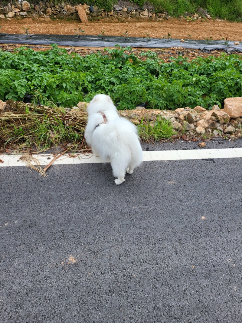 이 집은 뭘 심었나~~ㅋㅋㅍ