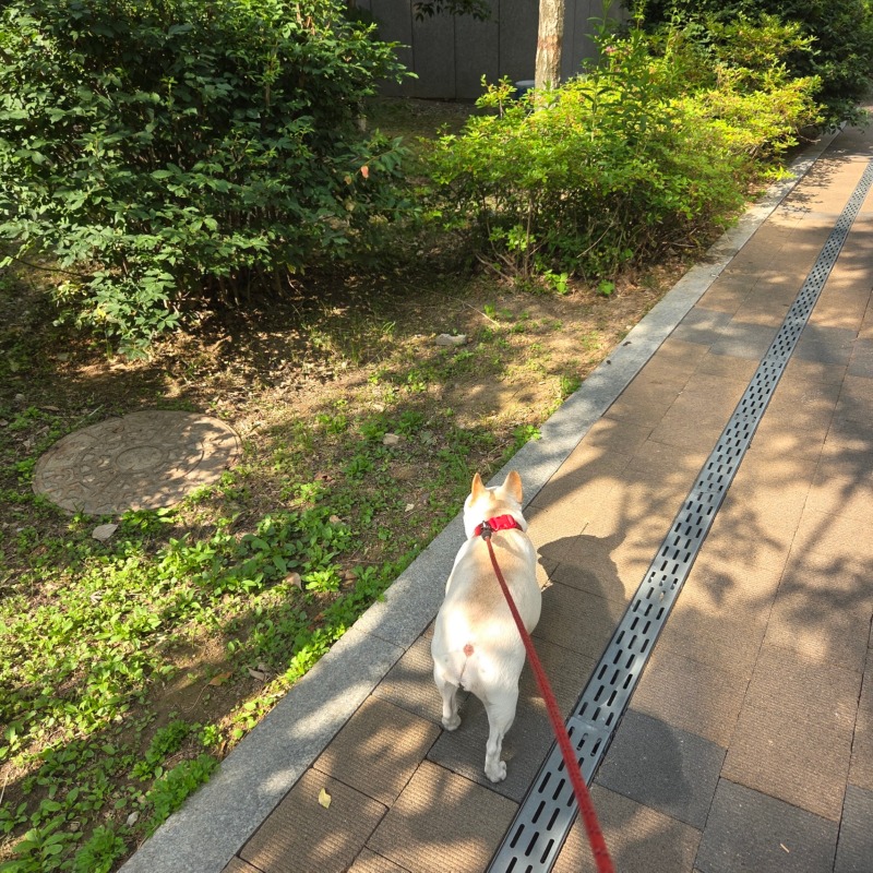금나래 중앙공원 산책