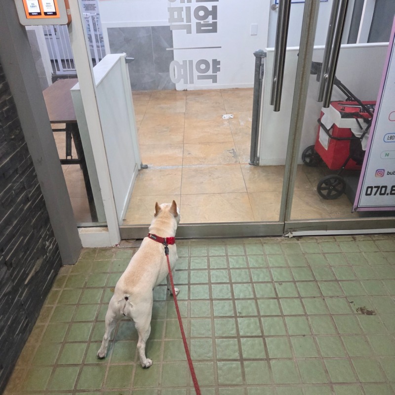 버블펫 24시 셀프목욕