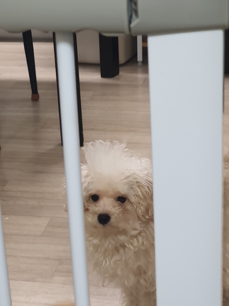 귀엽당
