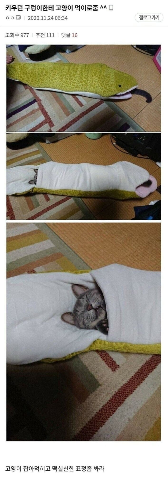 키우던 뱀한테 고양이를 먹이로 준 디씨인