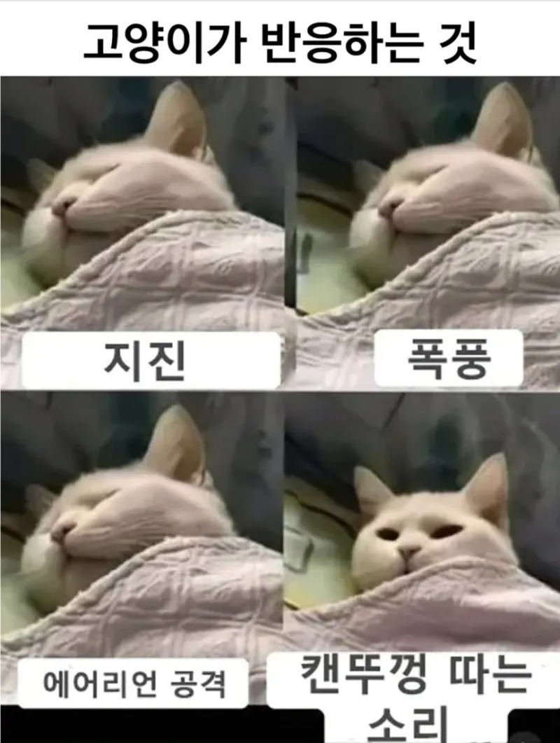 고양이가 반응 하는 것