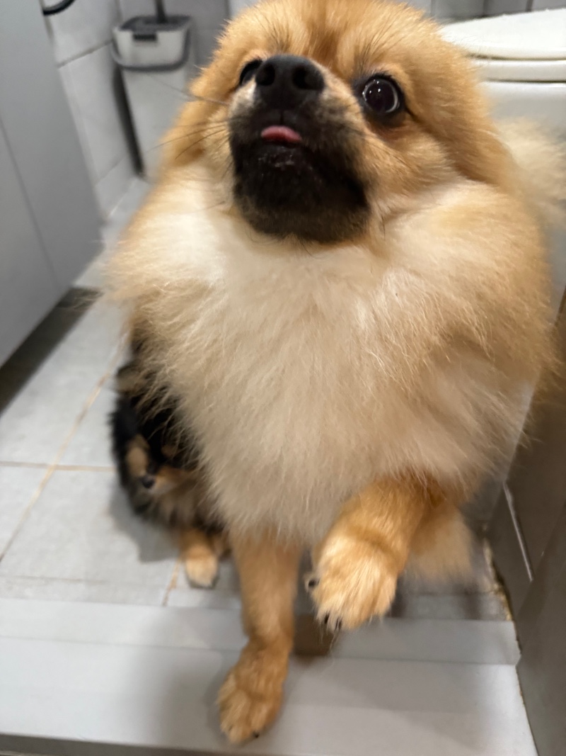 빼꼼