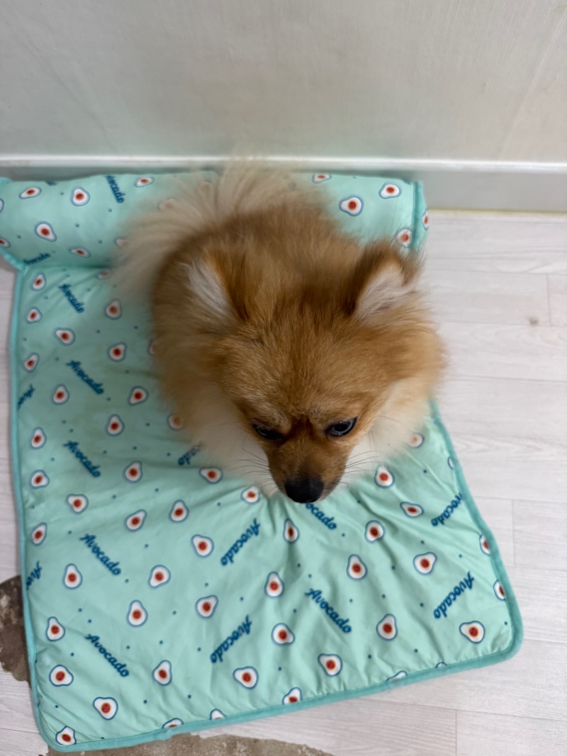강아지 쿨방석