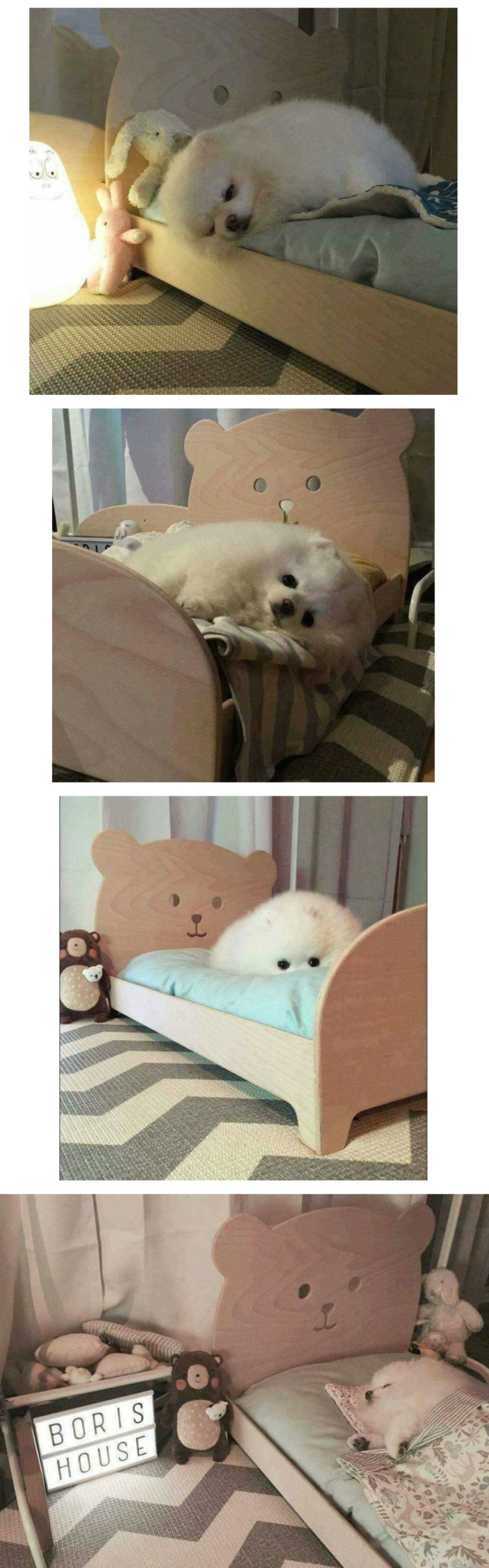 침대를 선물받은 강아지 