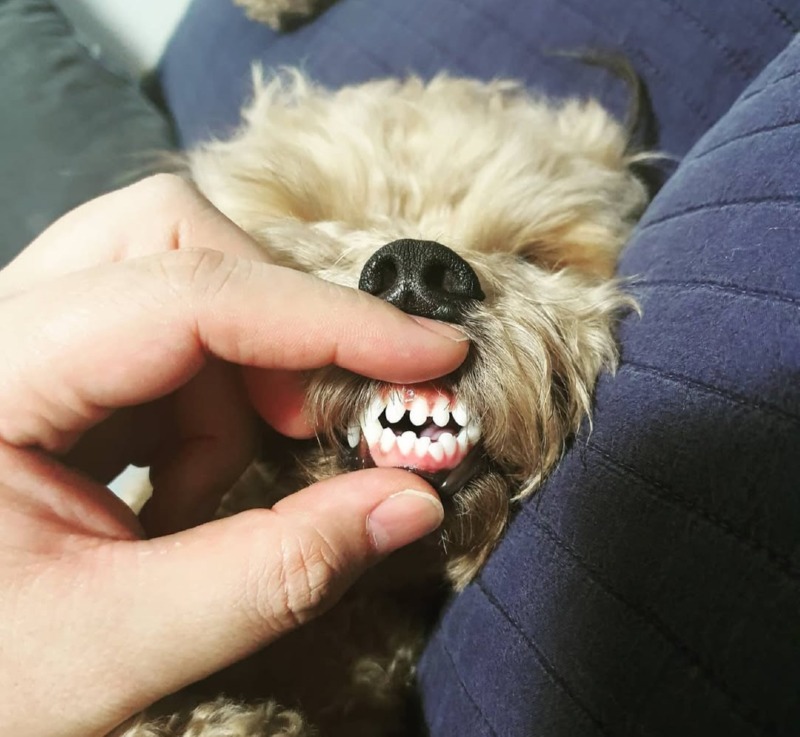 건치자랑