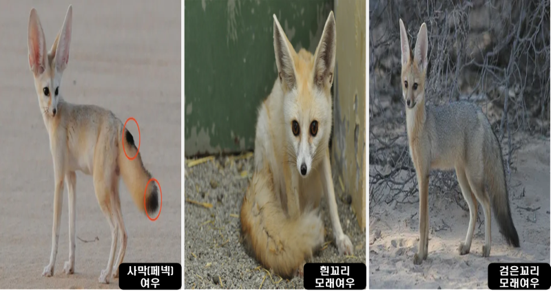 황폐한 사막의 요정, 사막여우
