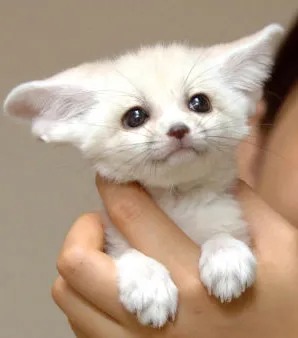황폐한 사막의 요정, 사막여우