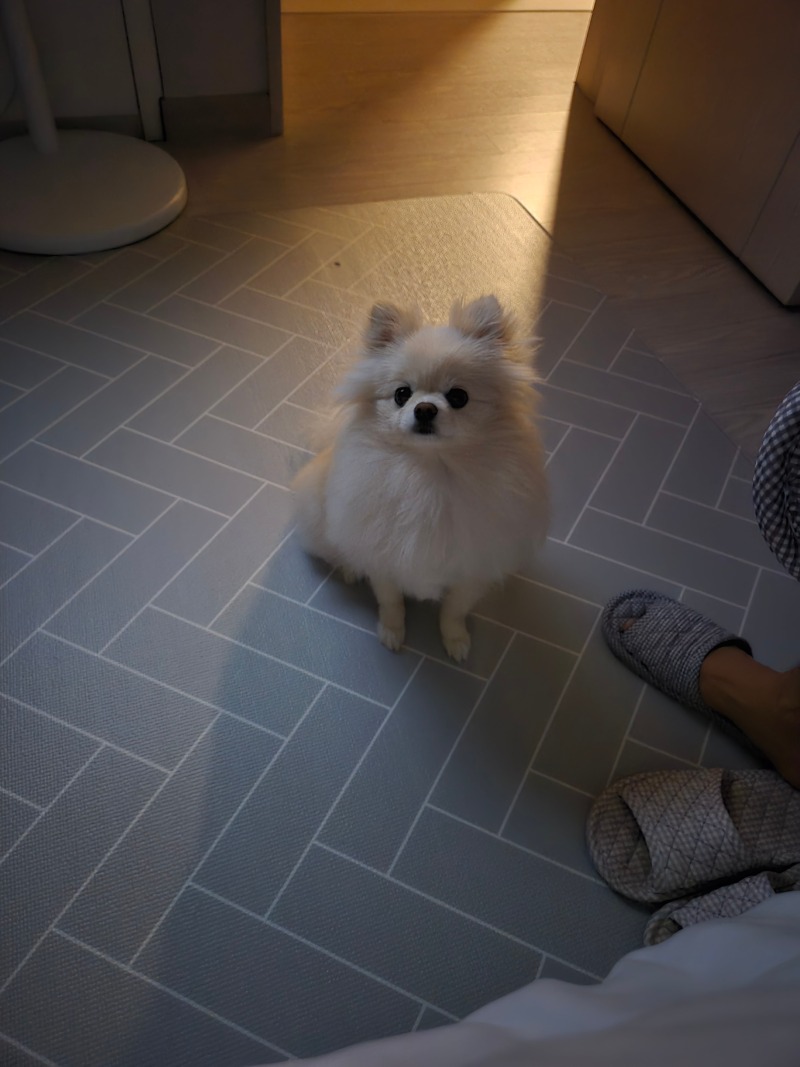 우리집 공주 새봄이