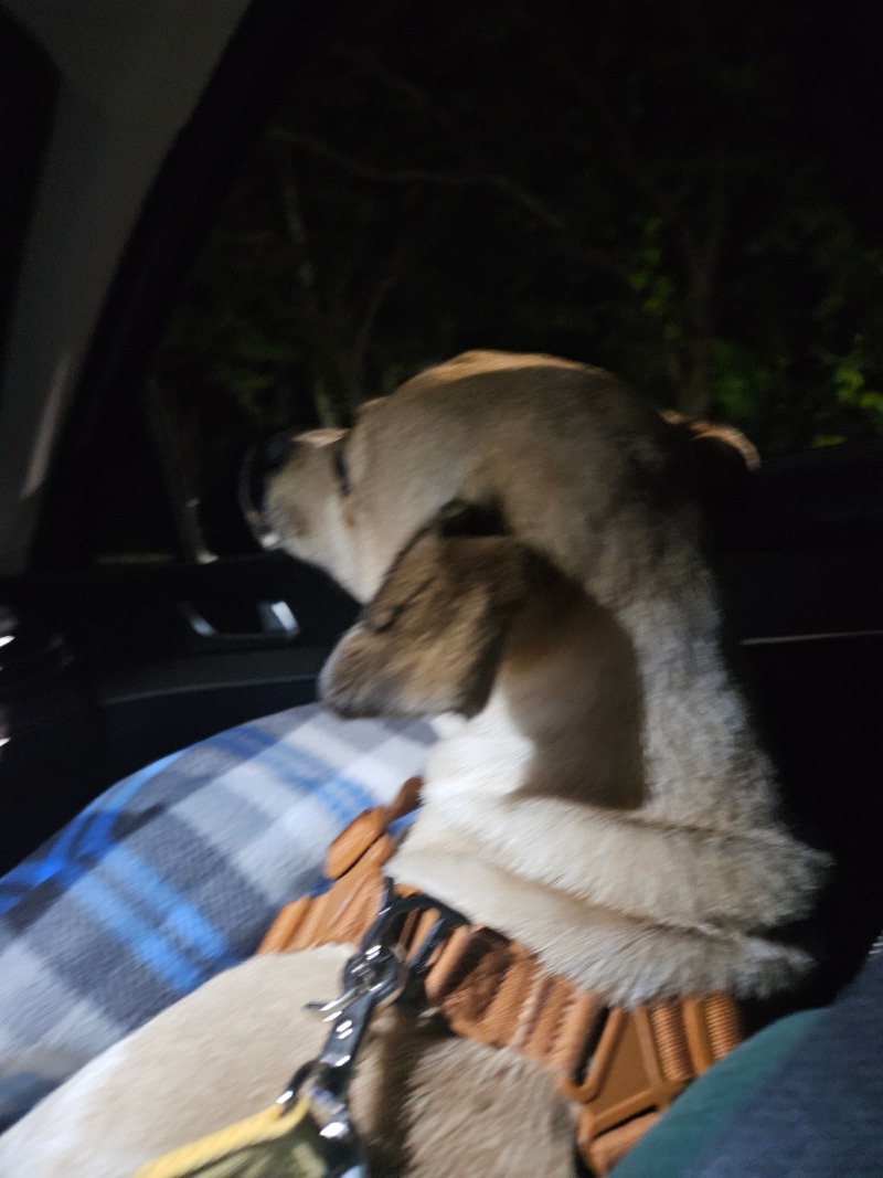 우리집 왕고 하랑이
