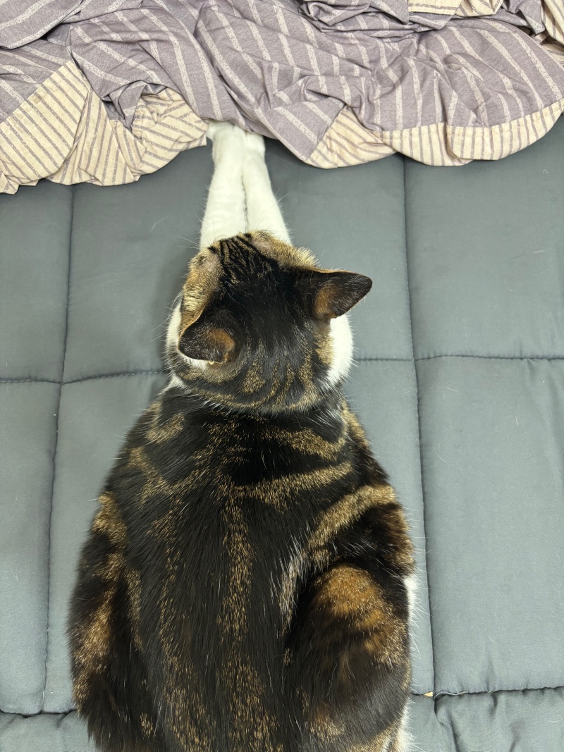 뇽