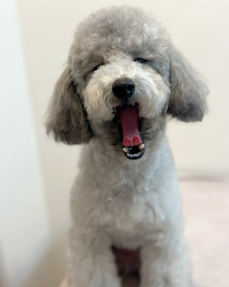 목욕 후 뽀송한 설이