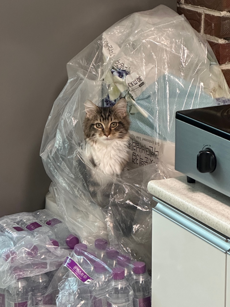 귀염둥이 레오