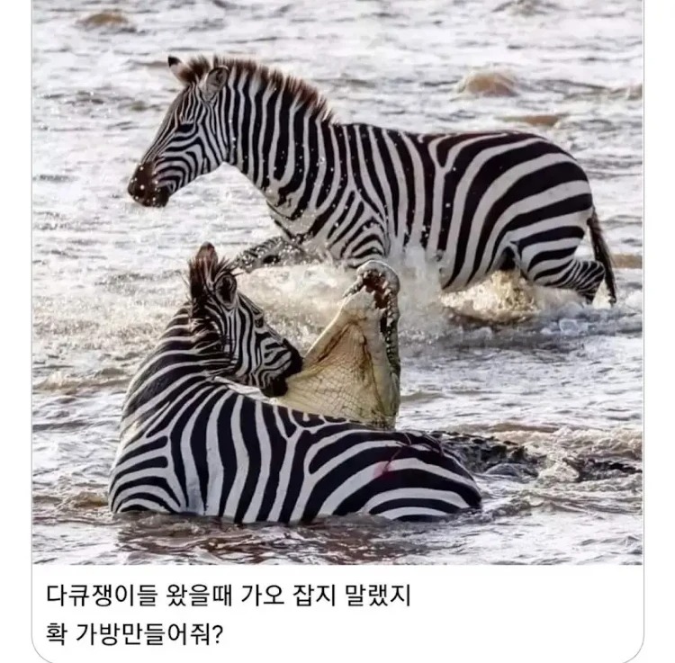 동물 다큐 카메라 꺼지면??