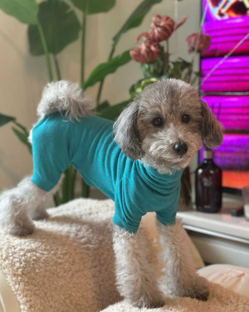 꼬까옷 입은 설이