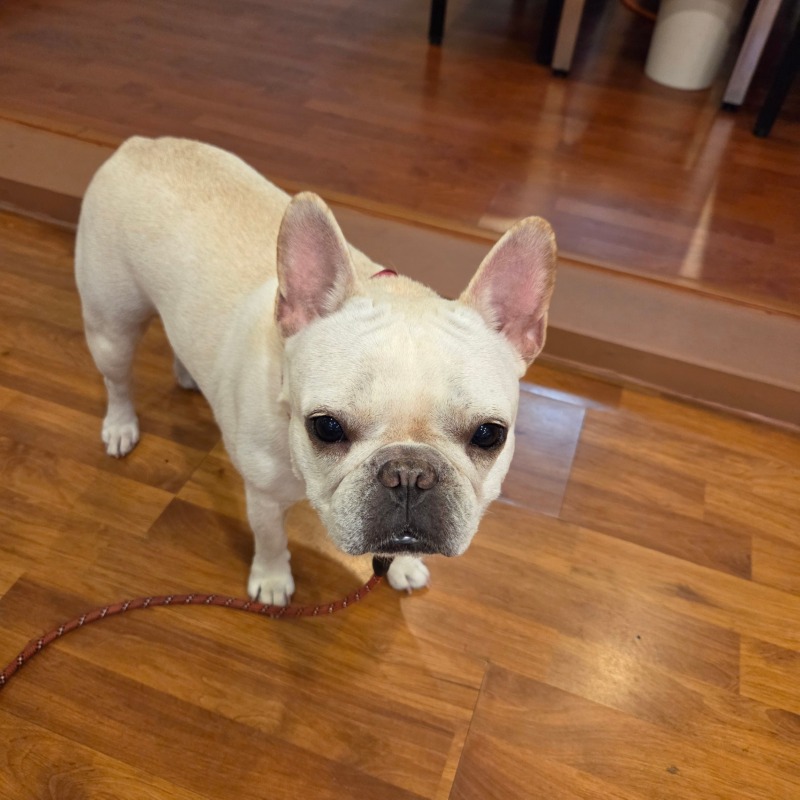 찐빵이